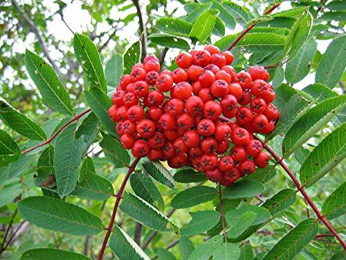 ASH Tree Mountain – Amur – Rowan – Sorbus Aucuparia jocad (20 Seeds)