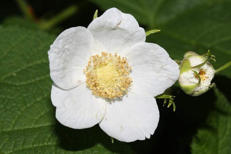 50 Thimbleberry Bush Seeds for Planting Rubus parviflorus