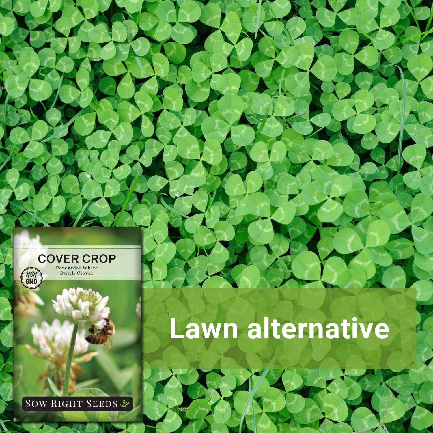 White Dutch Clover Seed Cover Crop Nitrogen Fixer Attracts Pollinators NonGMO G