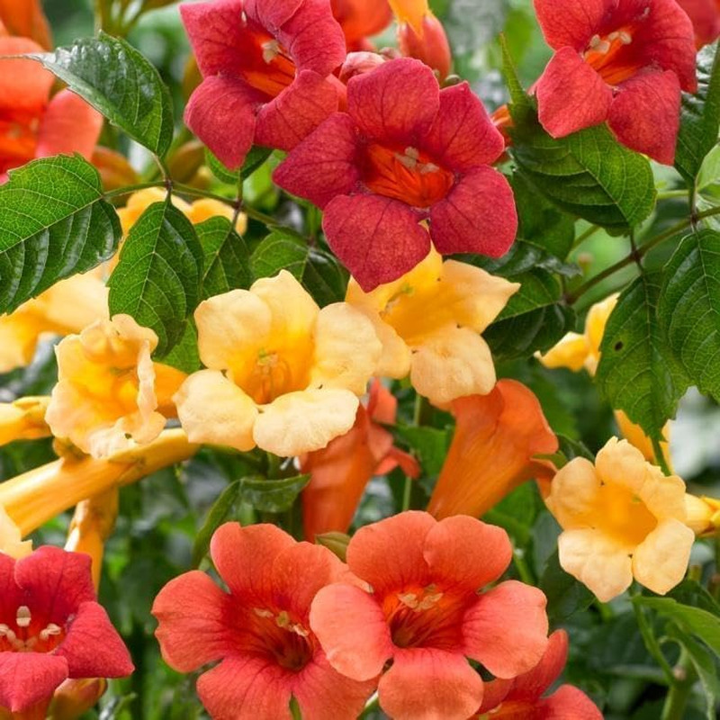 20+ Hummingbird Trumpet Vine Plant Seeds