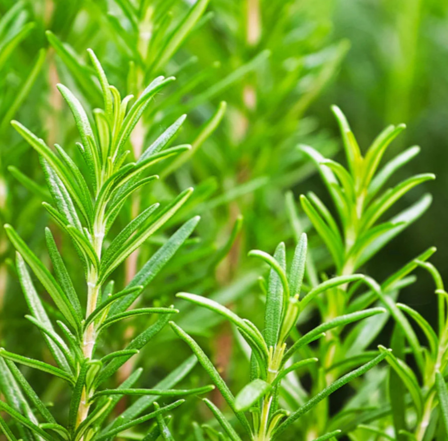 30 Rosemary & Zinnia Seeds – Fast-Growing – Easy Care – Vibrant Blooms
