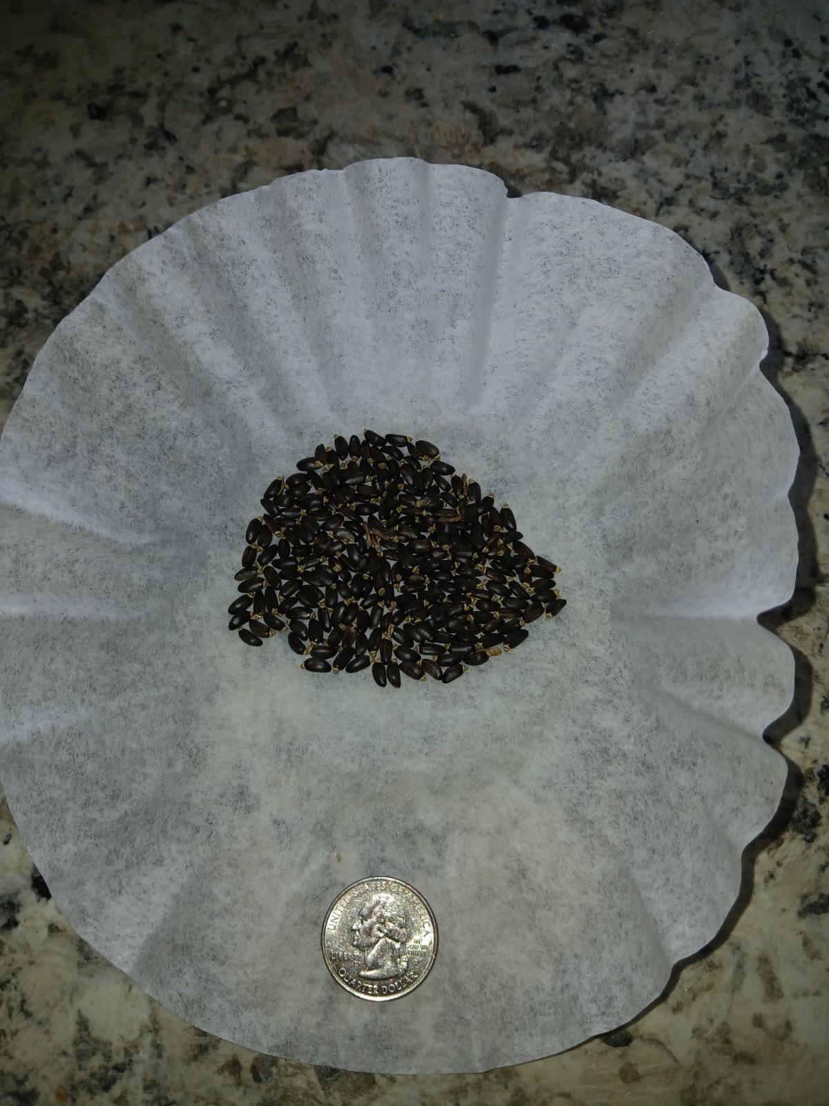 Premium Milk Thistle Seeds (5g)–Hand Picked Fresh 2026-High Germination-Healthy