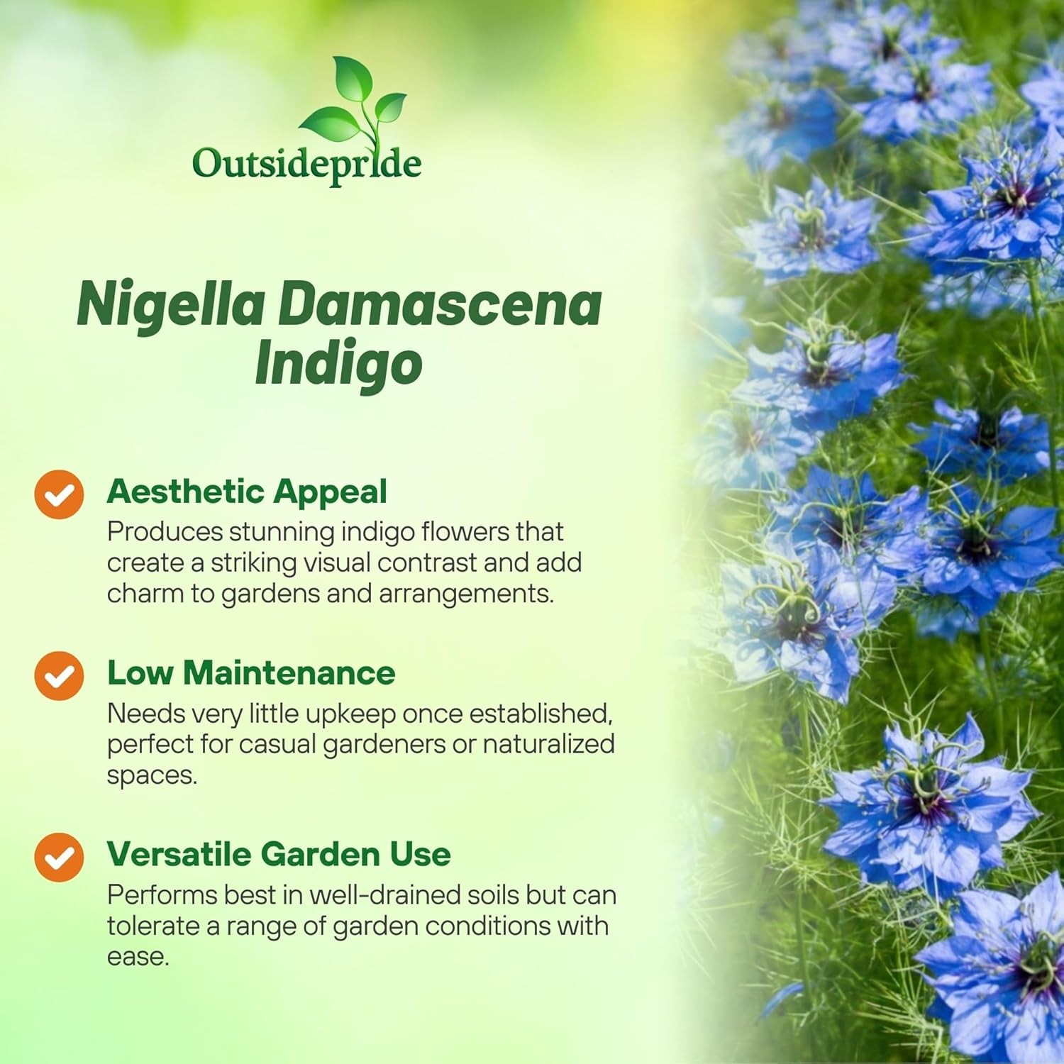 1000 Seeds Nigella Seeds – Blue Love In A Mist Flower Seed