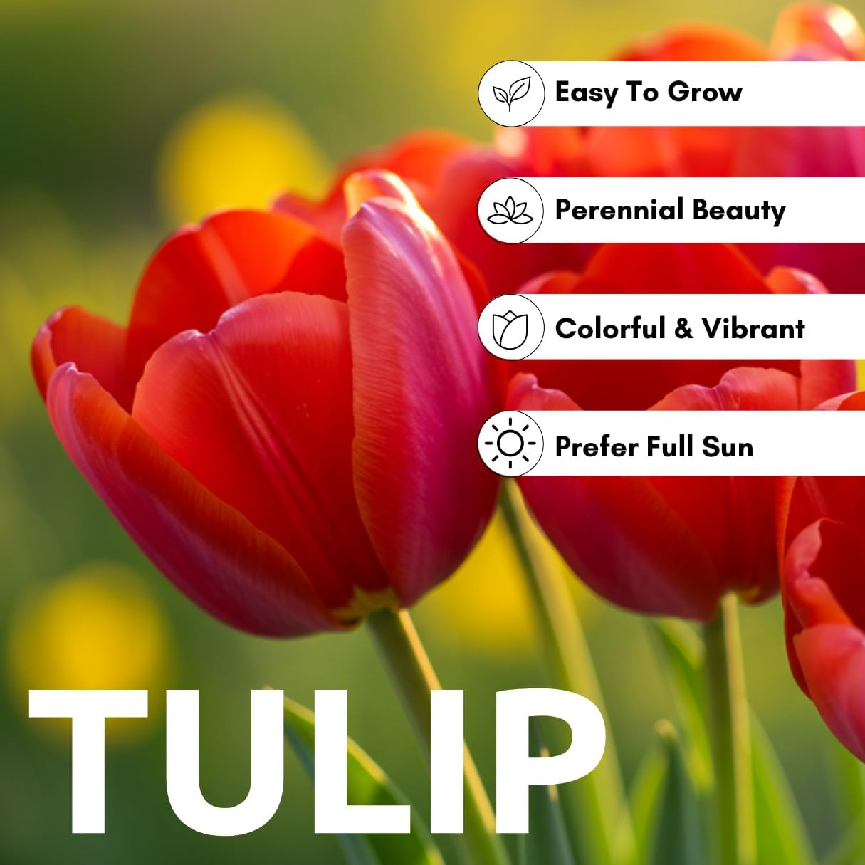 Best Red Tulip Bulbs for Planting – Easy to Grow – Fall Planting Flowers – Br…