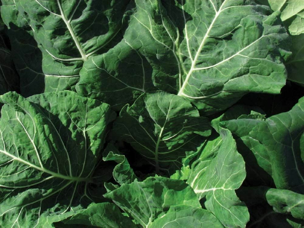 Collard Green Seeds , Champion Collard Green Seeds,”COOL BEANS N SPROUTS” Brand