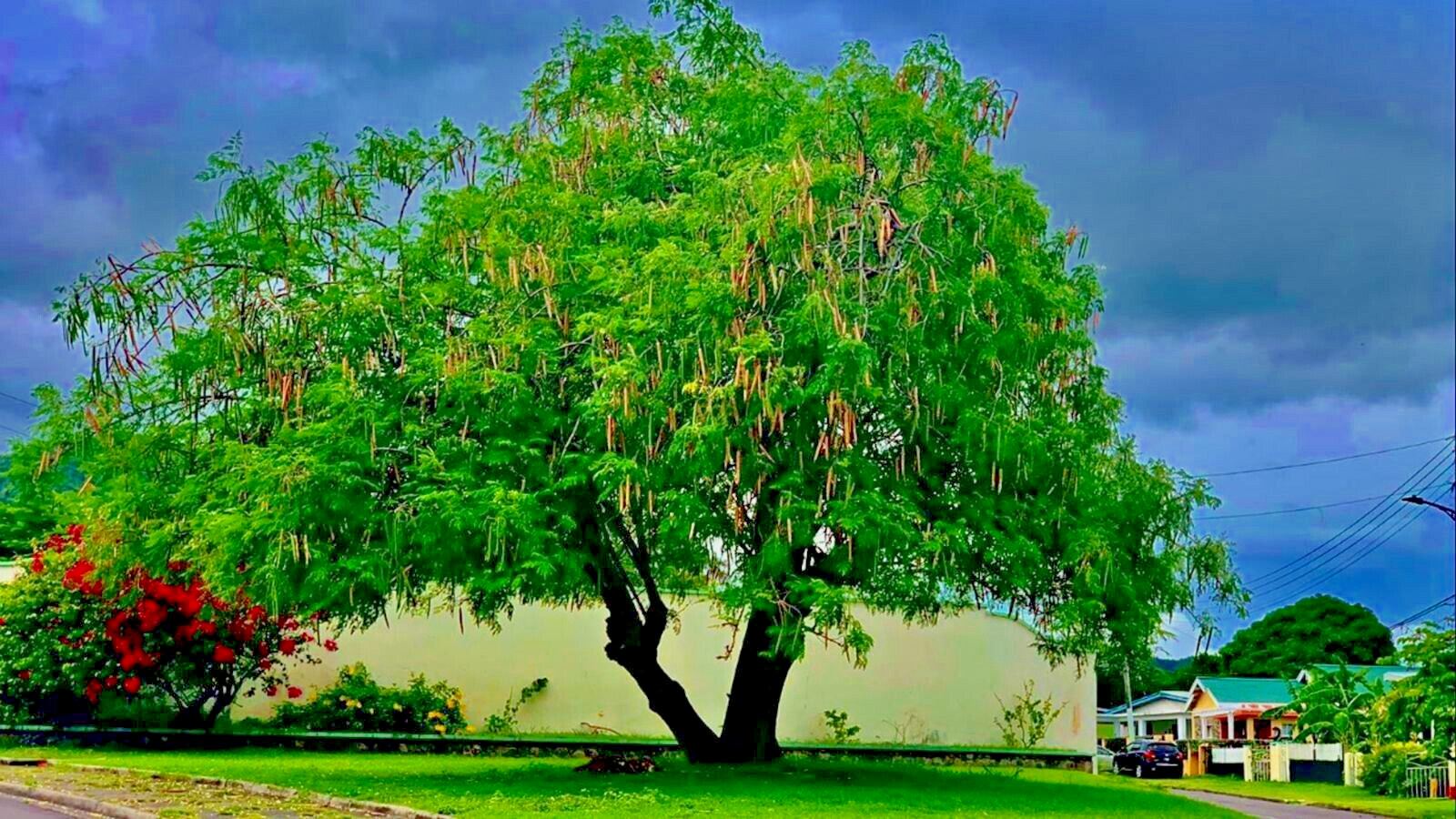 20 FRESH Moringa Oleifera Tree Seeds for Planting Organic NON-GMO Fast Growing