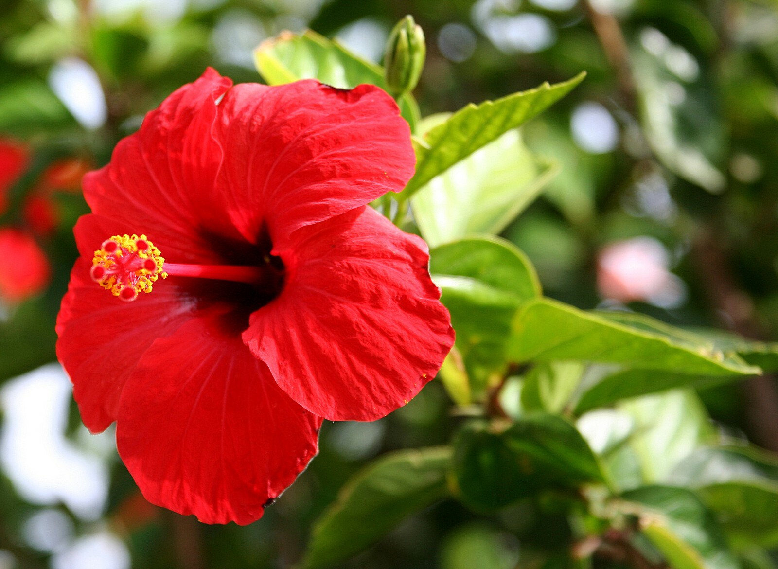 Red/Pink/White Hibiscus 100+ Seeds: Beautiful, Hardy Perennials – U.S. SELLER