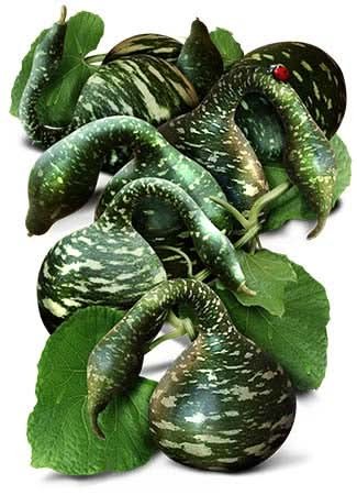Speckled Swan Gourd Seeds For Planting (Lagenaria siceraria)