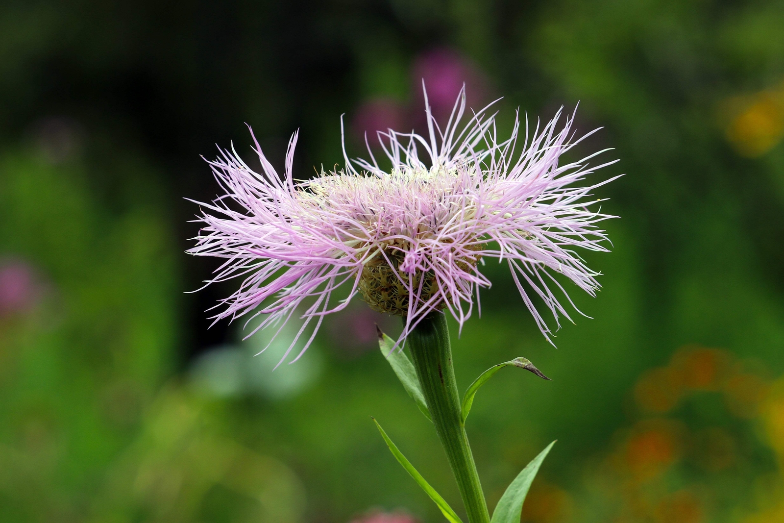 25 AMERICAN ROSE Centaurea Aloha Americana Starflower Basket Pink Flower Seeds