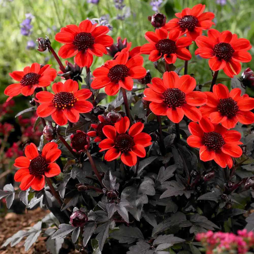 Container Red Dahlias Pulp Fiction Bulbs (3-Pack)