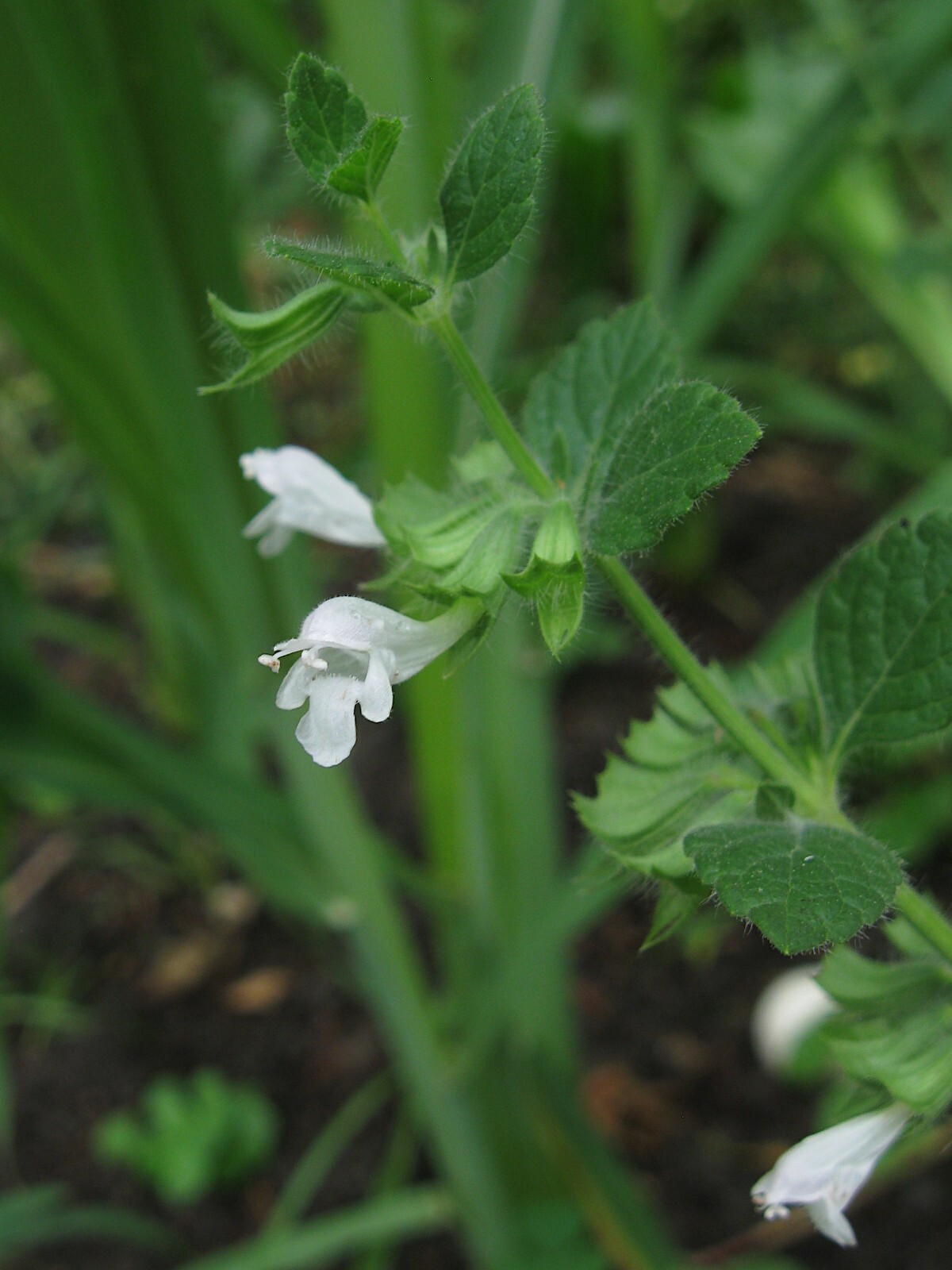 Melissa officinalis 500 Seeds – Lemon Balm