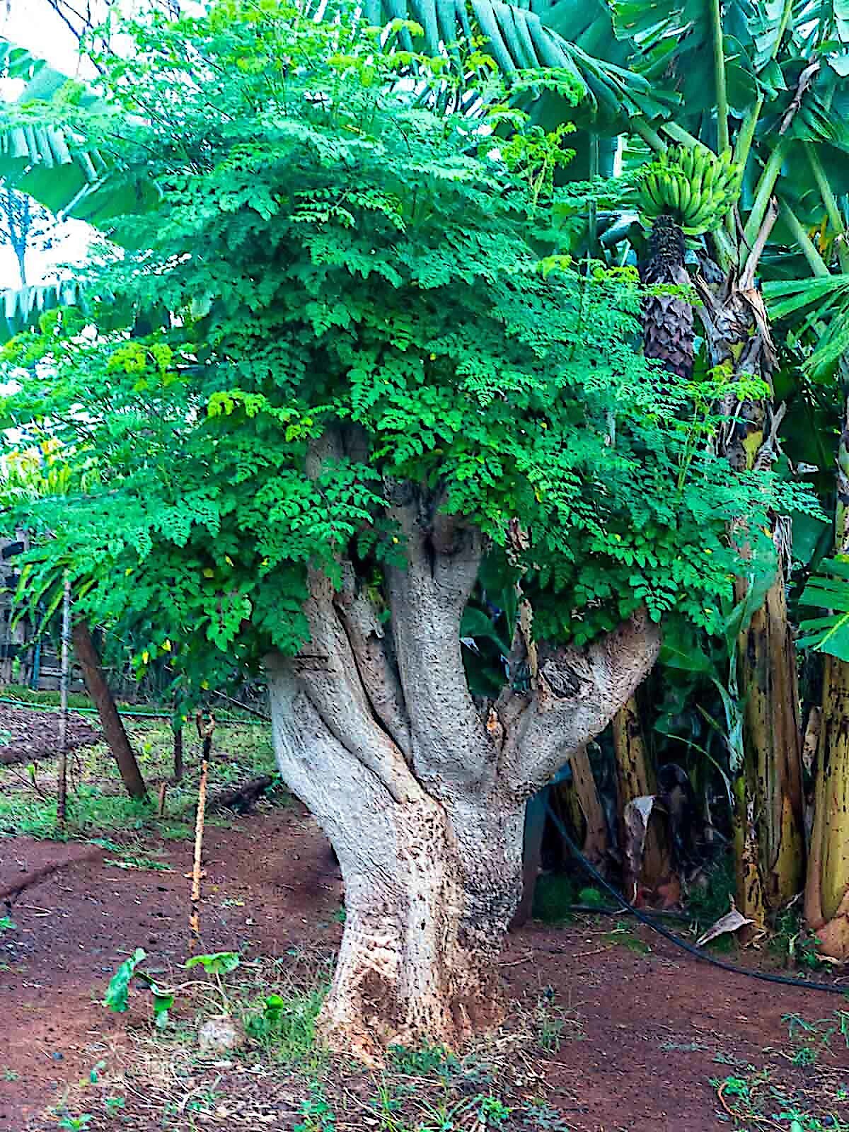 20 FRESH Moringa Oleifera Tree Seeds for Planting Organic NON-GMO Fast Growing