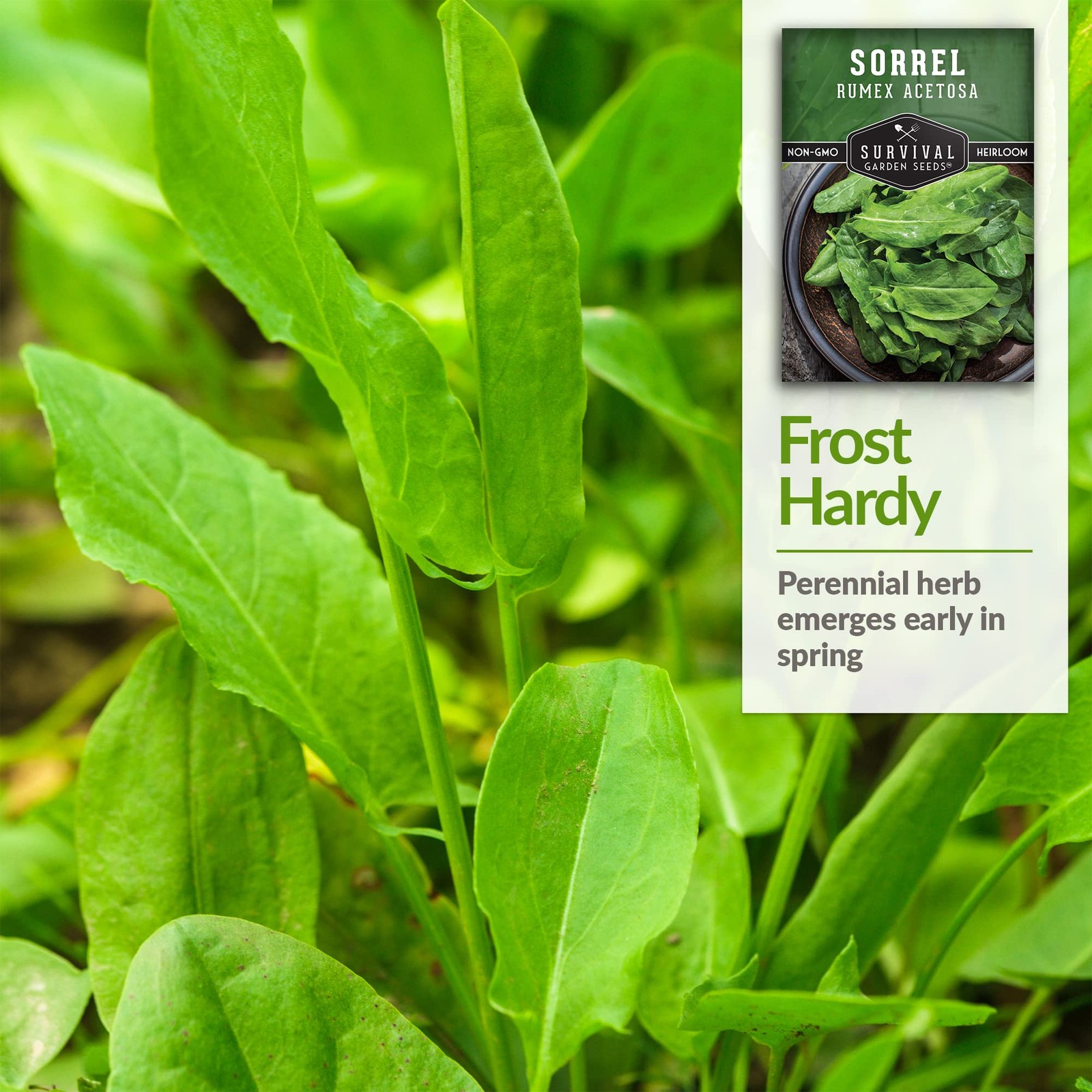 “Large Leaf Sorrel Seeds – Cool Weather Perennial Edible Greens – Non-GMO”