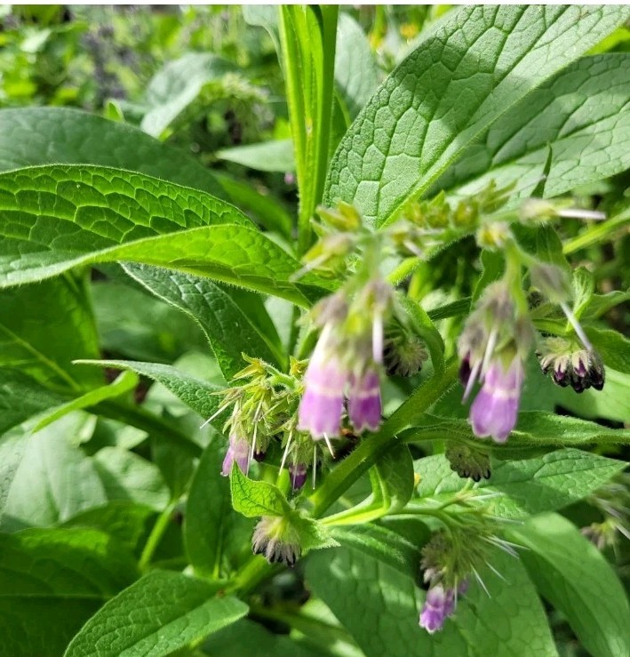 Heirloom Organic Comfrey Root Cutting for Planting