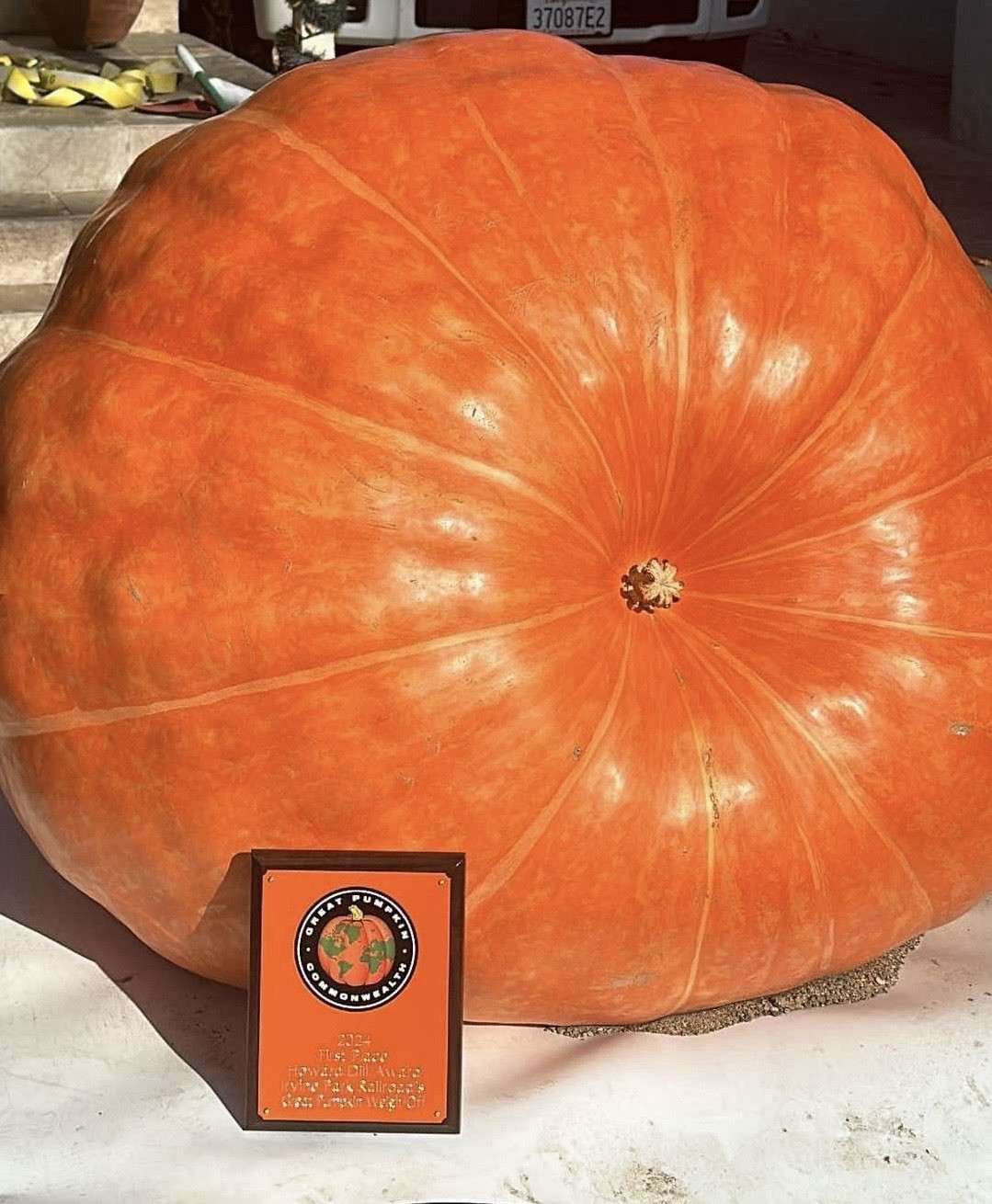 calabazas gigantes con más de 1000 libras paquete de 2 semilla por $28