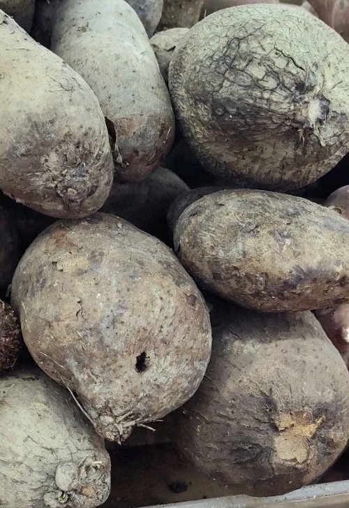 Cus Cus White yam 3 To 4 Pounds Product Of Brasil