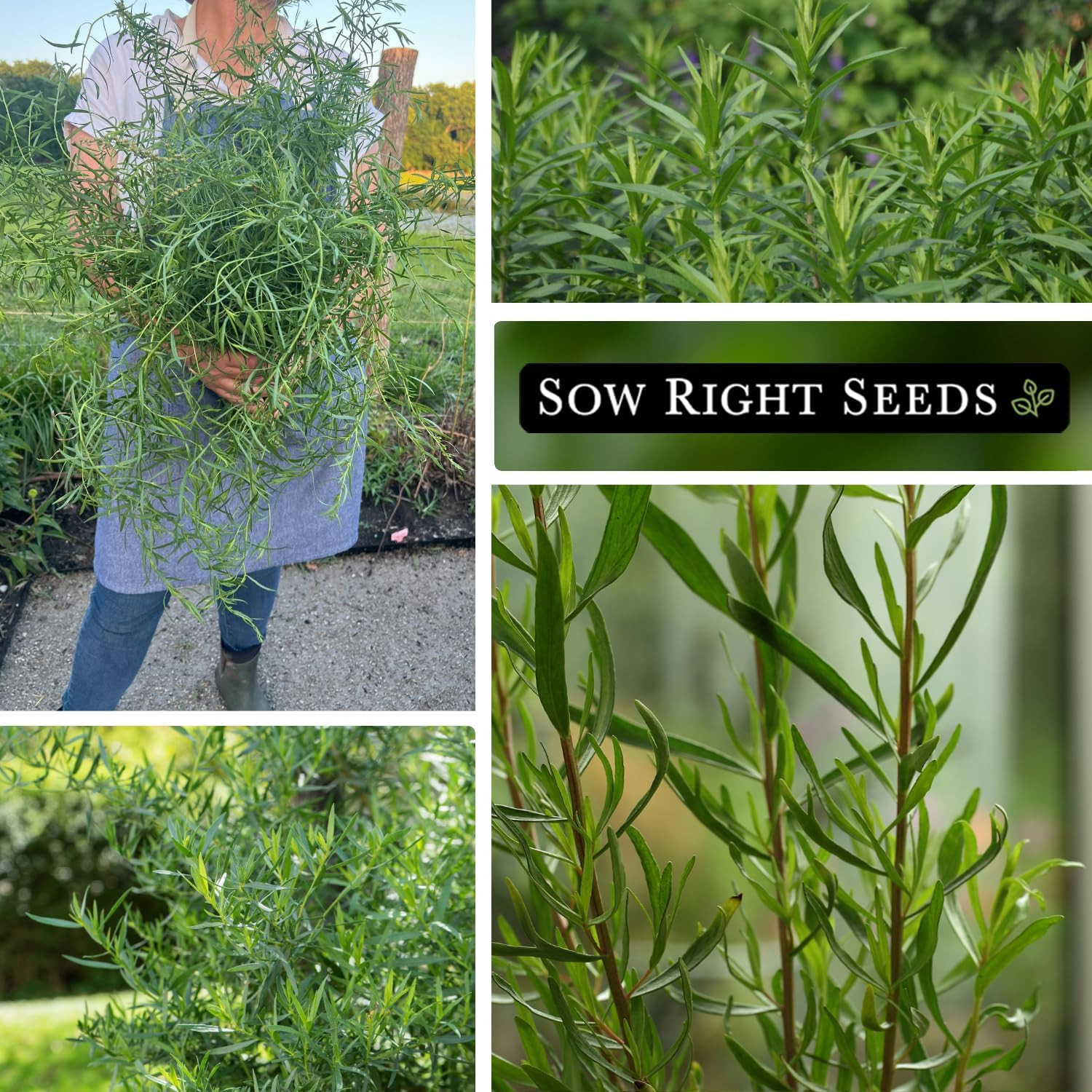 – Tarragon Seed Collection for Planting – French and Russian Varieties – Non-Gmo