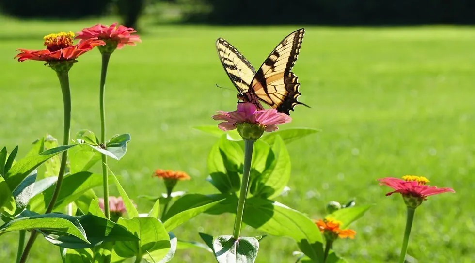 500+ Wildflower Mix HUMMINGBIRD BUTTERFLY SEEDS – Perennials Annuals Heirloom