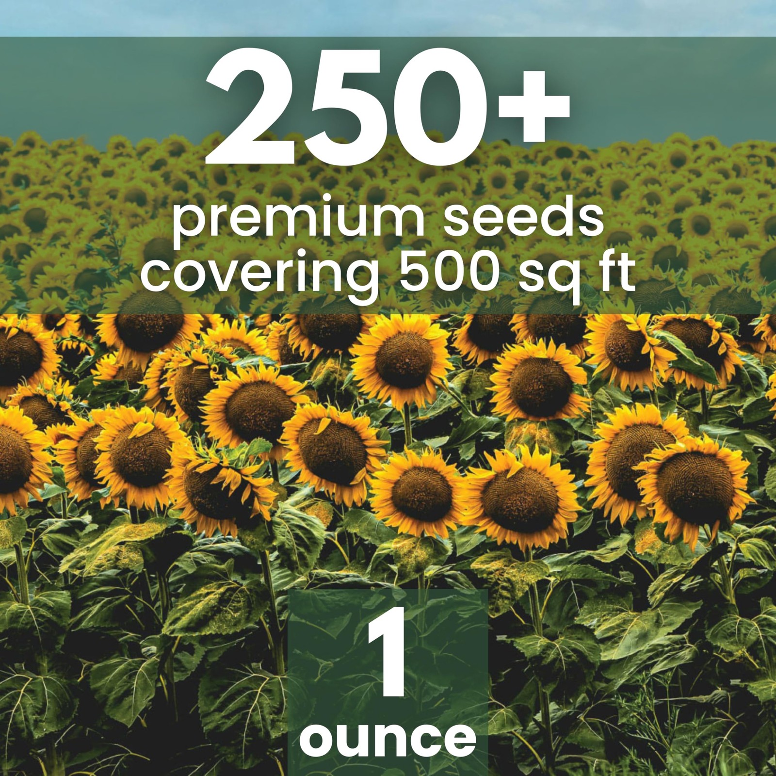 Large 1 Ounce Black Mammoth Sunflower Seeds 250 Count for Planting