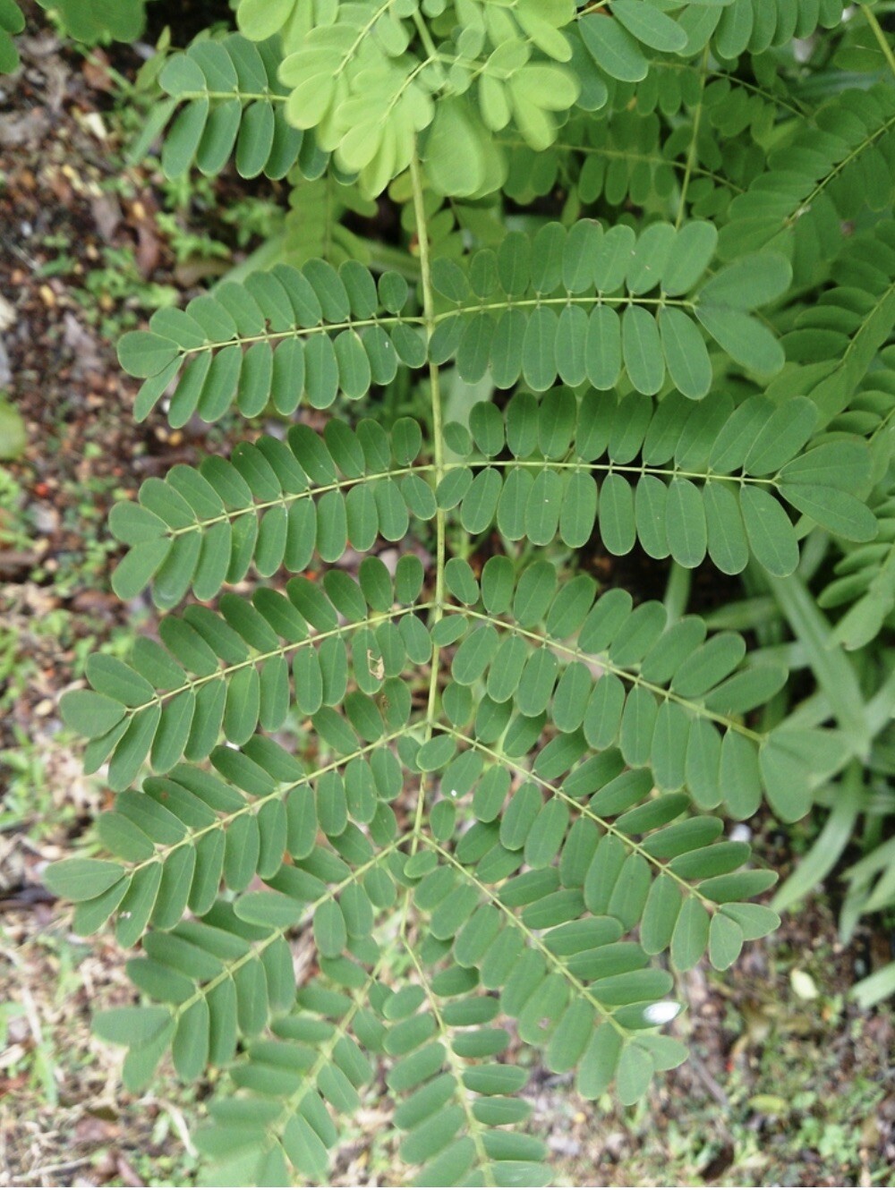10 Pride of Barbados Seeds, Caesalpinia Pulcherrima, Red Bird of Paradise