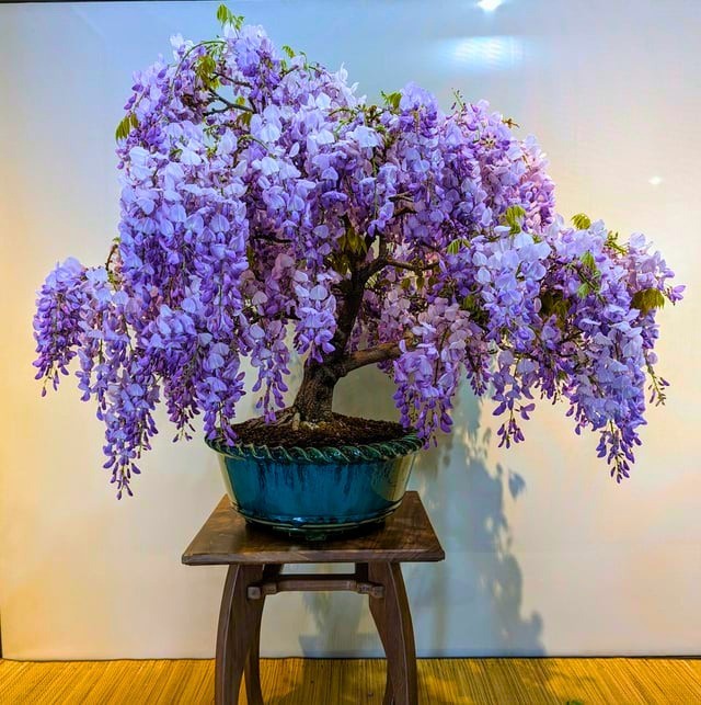 100 Purple Wisteria Flowering Bonsai Tree Seeds & FREE Growing Guide – USA 2026