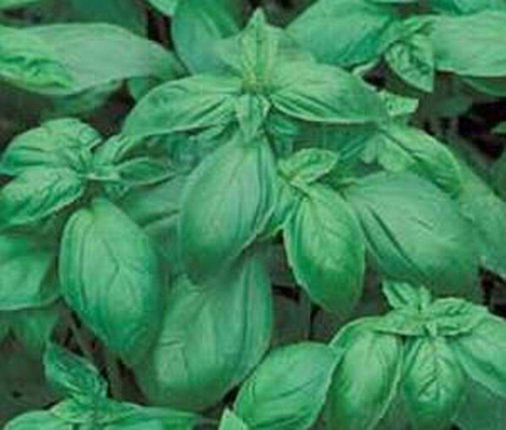 Seed Kingdom Basil Italian Large Leaf Great Garden Herb BULK 40,000 Seeds