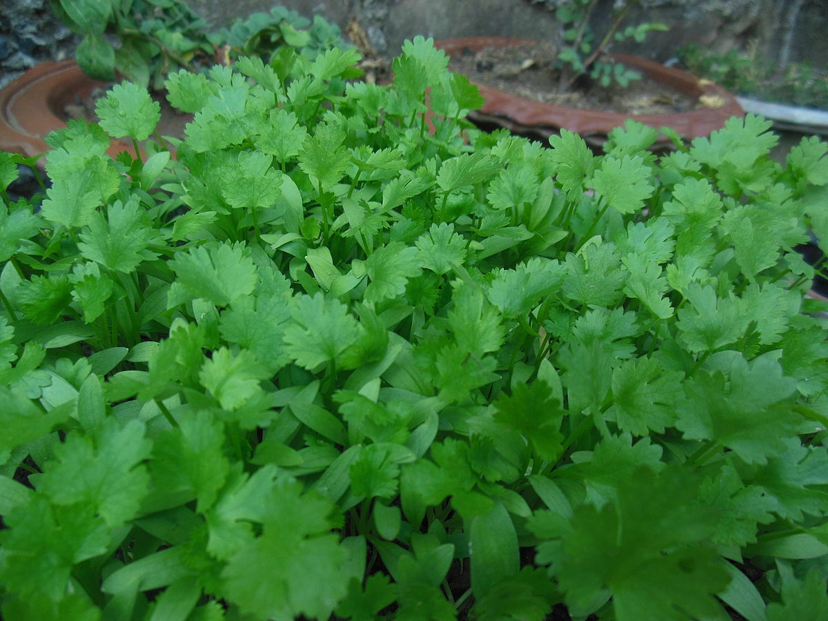 200 Fresh Cilantro/Coriander Seeds NON-GMO, USA Seller