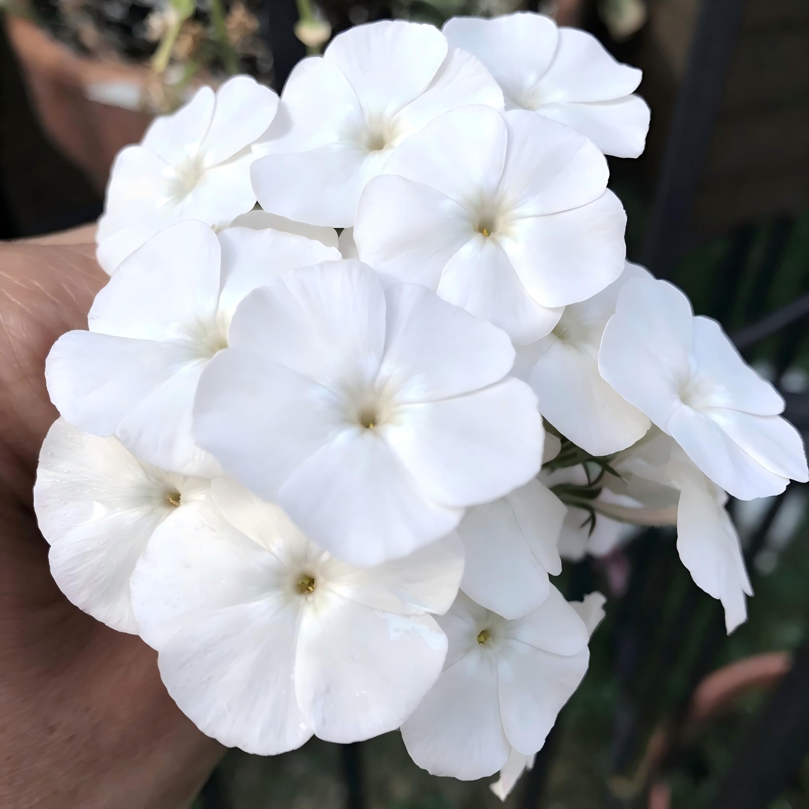 CarpetC 1000+ White Phlox Seeds for Planting, Creeping Evergreen Fragrant Sum…