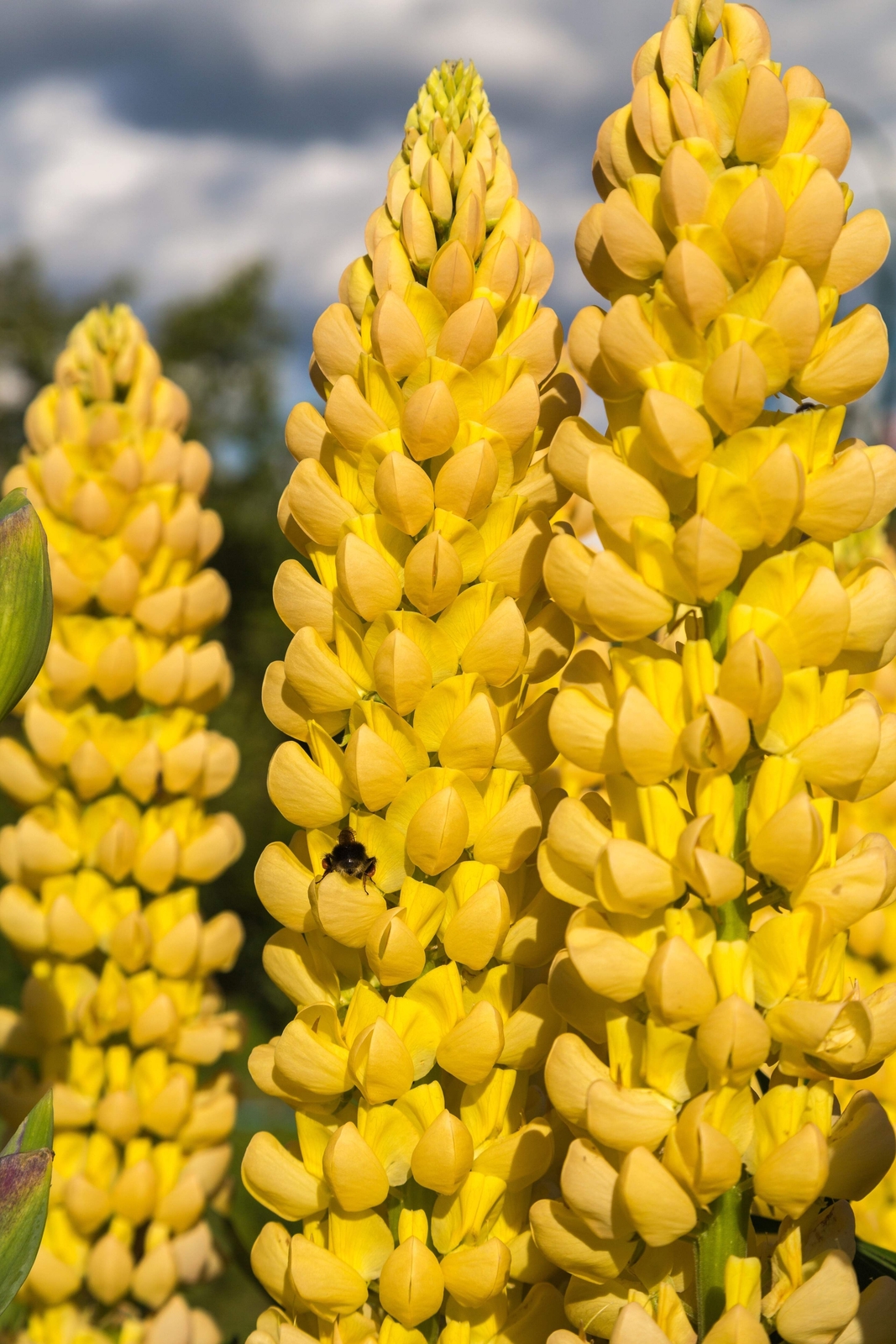 50 GOLDEN LUPINE Lupinus Densiflorus Yellow Hummingbird Flower Seeds *Flat Ship