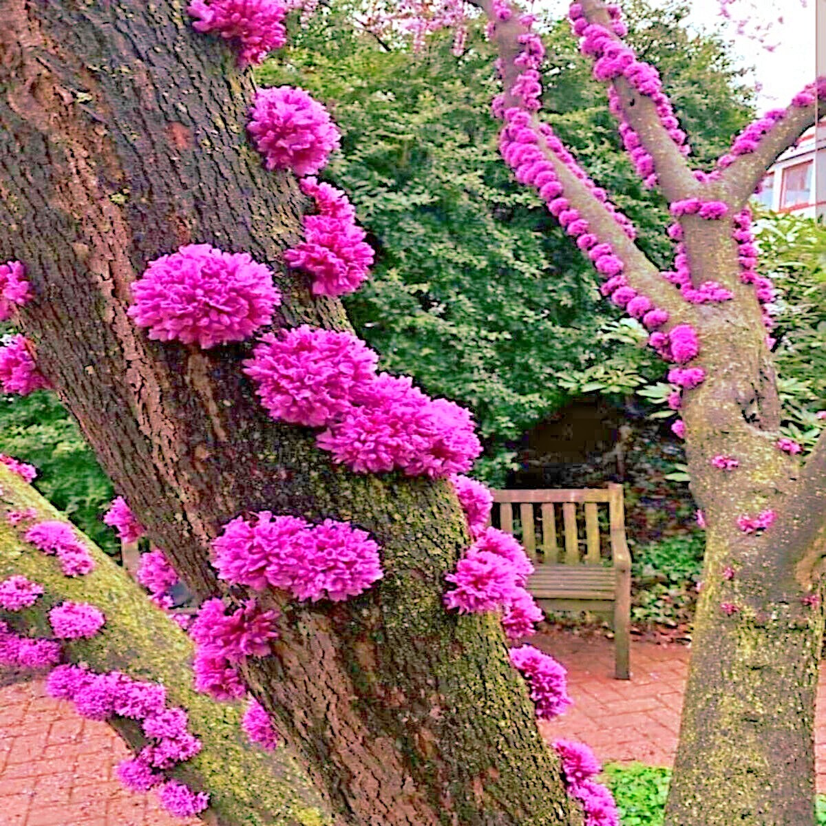 Judas Tree Seeds (Cercis siliquastrum) Mediterranean Redbud Plant Fast Hardy-4