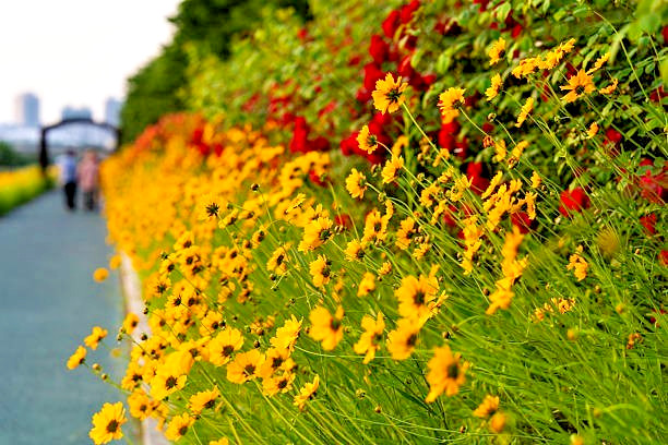 300 GOLDEN WAVE TICKSEED SEEDS | 2026 SALE FREE SHIPPING NON GMO HEIRLOOM