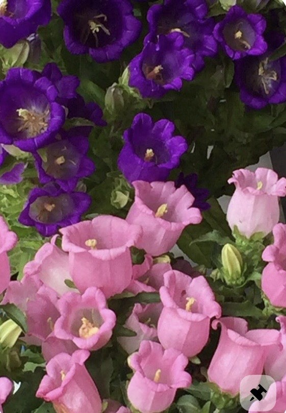 200 Plus Canterbury Bells-Mix Colors-Campanula Flower Seeds
