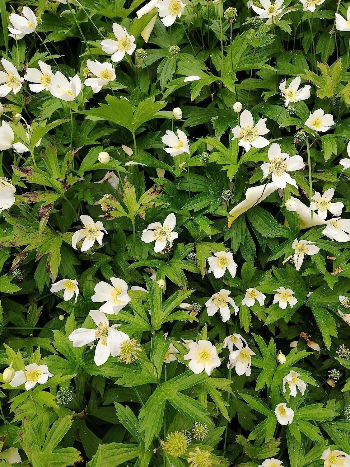 Canadian Anemone 100 Flower Seeds Anemone Canadensis Native Flower Thimbleweed