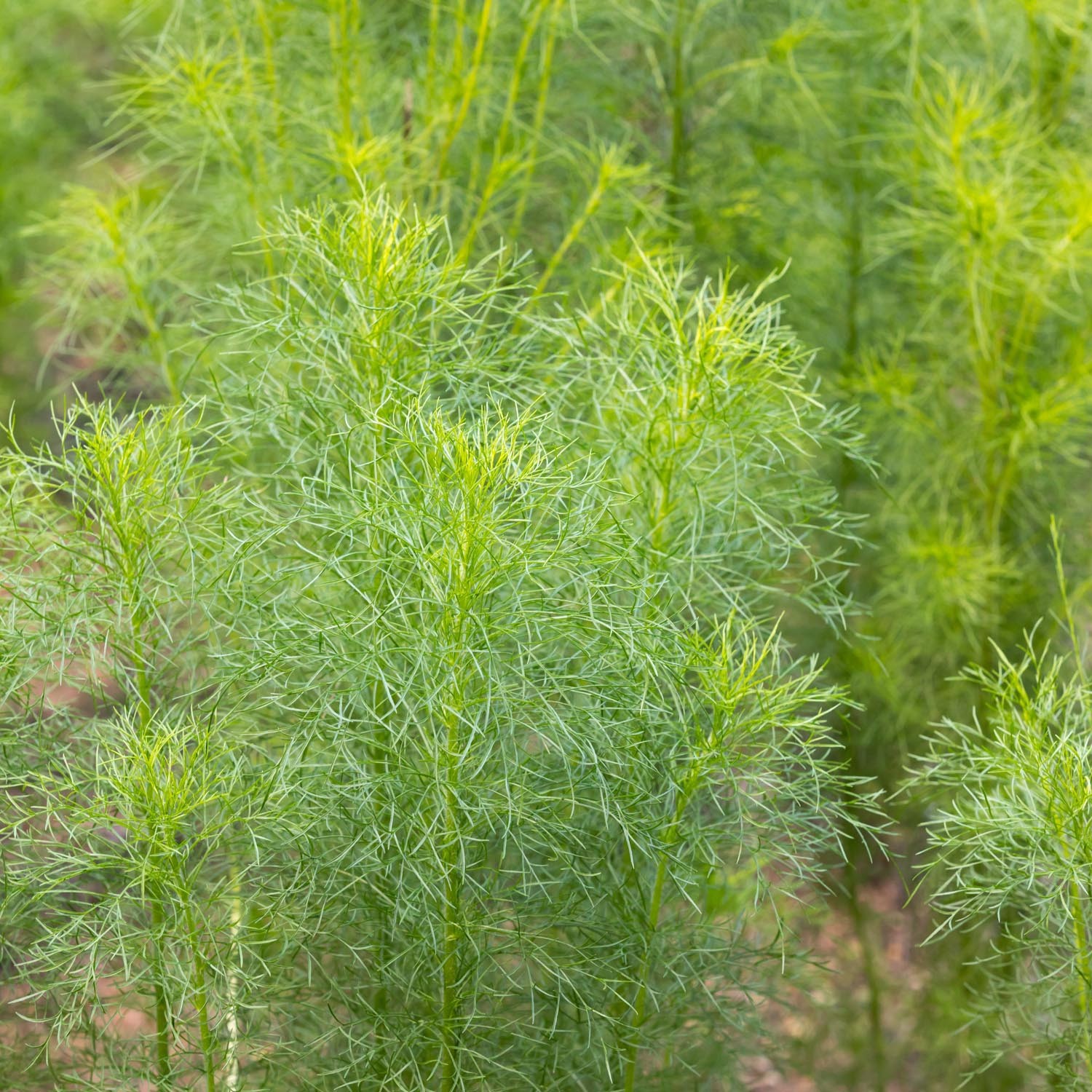 Cumin Herb Seeds Cuminum cyminum 200 Seeds Free Shipping!