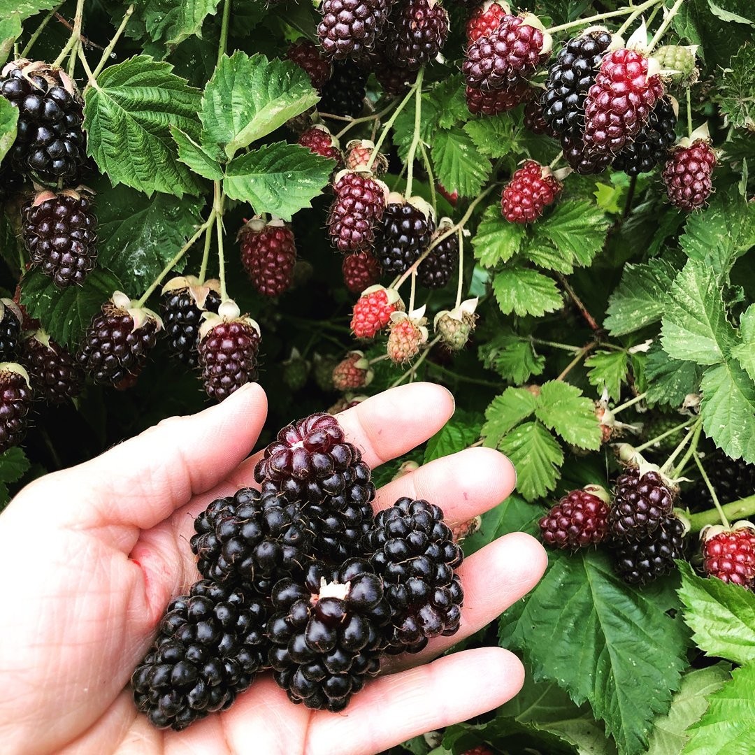 Frankenberry (Dewberry+Blackberry) Mixed Species Rare Rare
