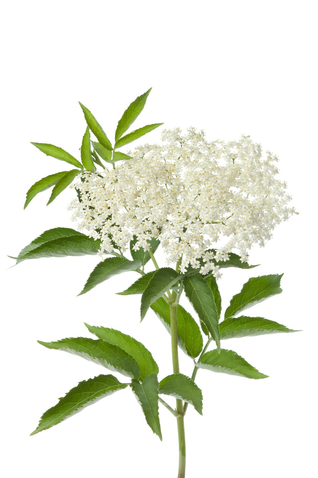 150 Blue Elderberry Seeds (Sambucus Caerulea)