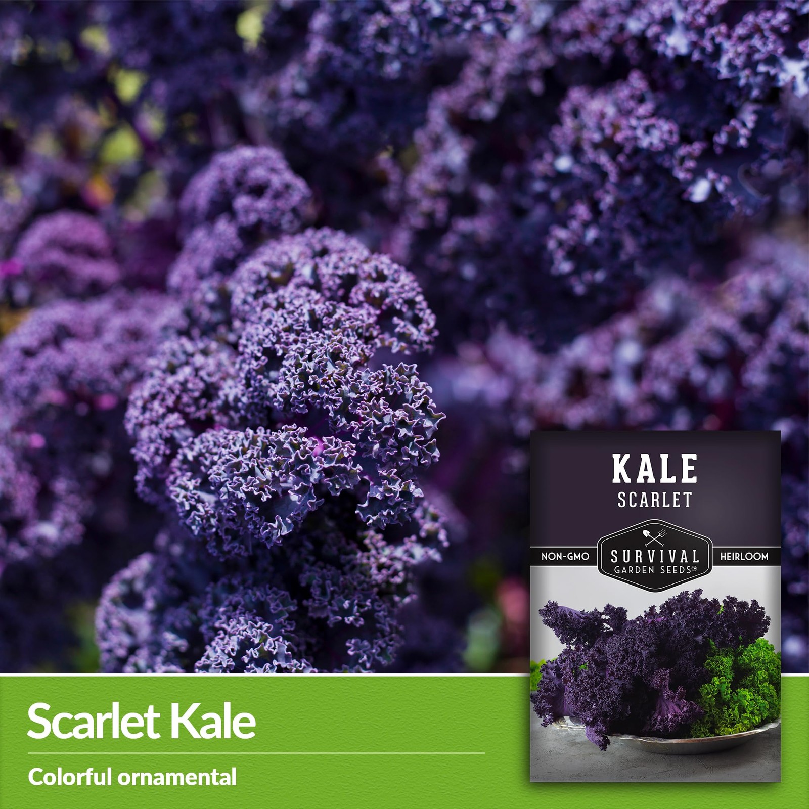 Scarlet Kale Seeds for Planting, Heirloom Purple Variety, 1 Pack