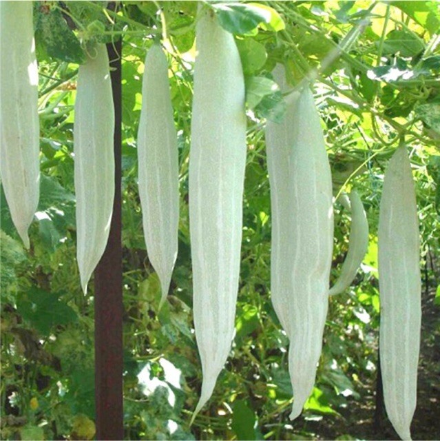 10 PCS WEST BITTER MELON, BALSAM PEAR, KU GUA, FOO GWAH, KHỔ QUA TÂY