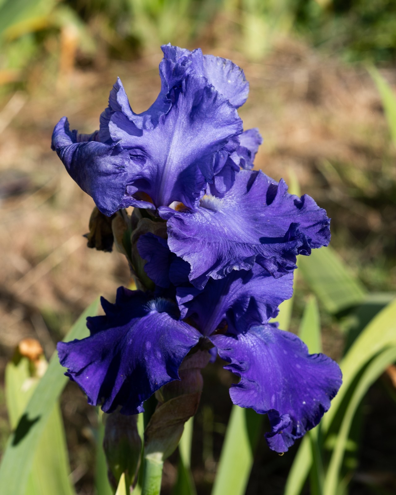 **SEA POWER* Tall Bearded Iris. Pre-Order, Fresh Dig, Combined Ship: Jul – Sep