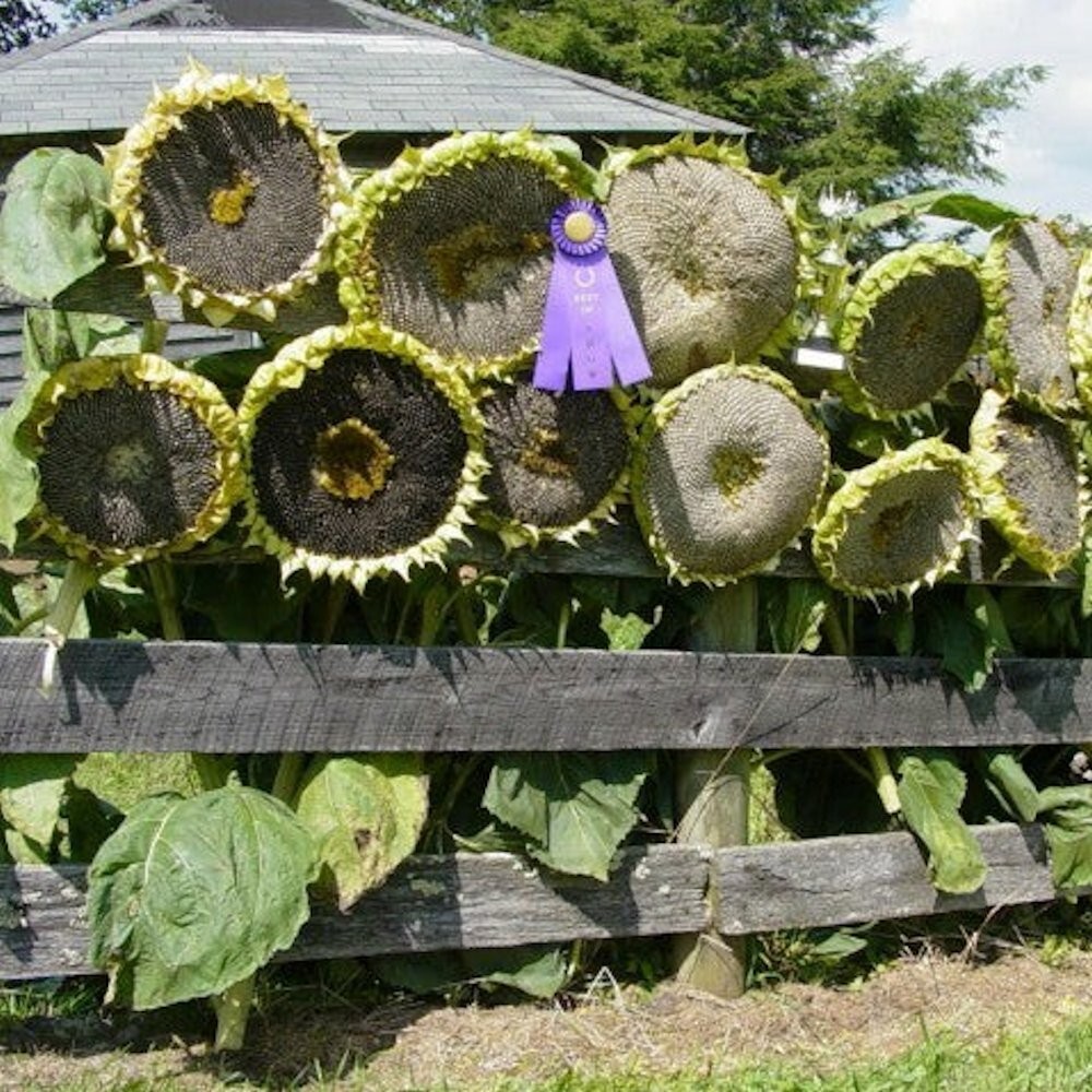 50 GIANT MONGOLIAN SUNFLOWER SEEDS Non-GMO USA Seller Free Shipping