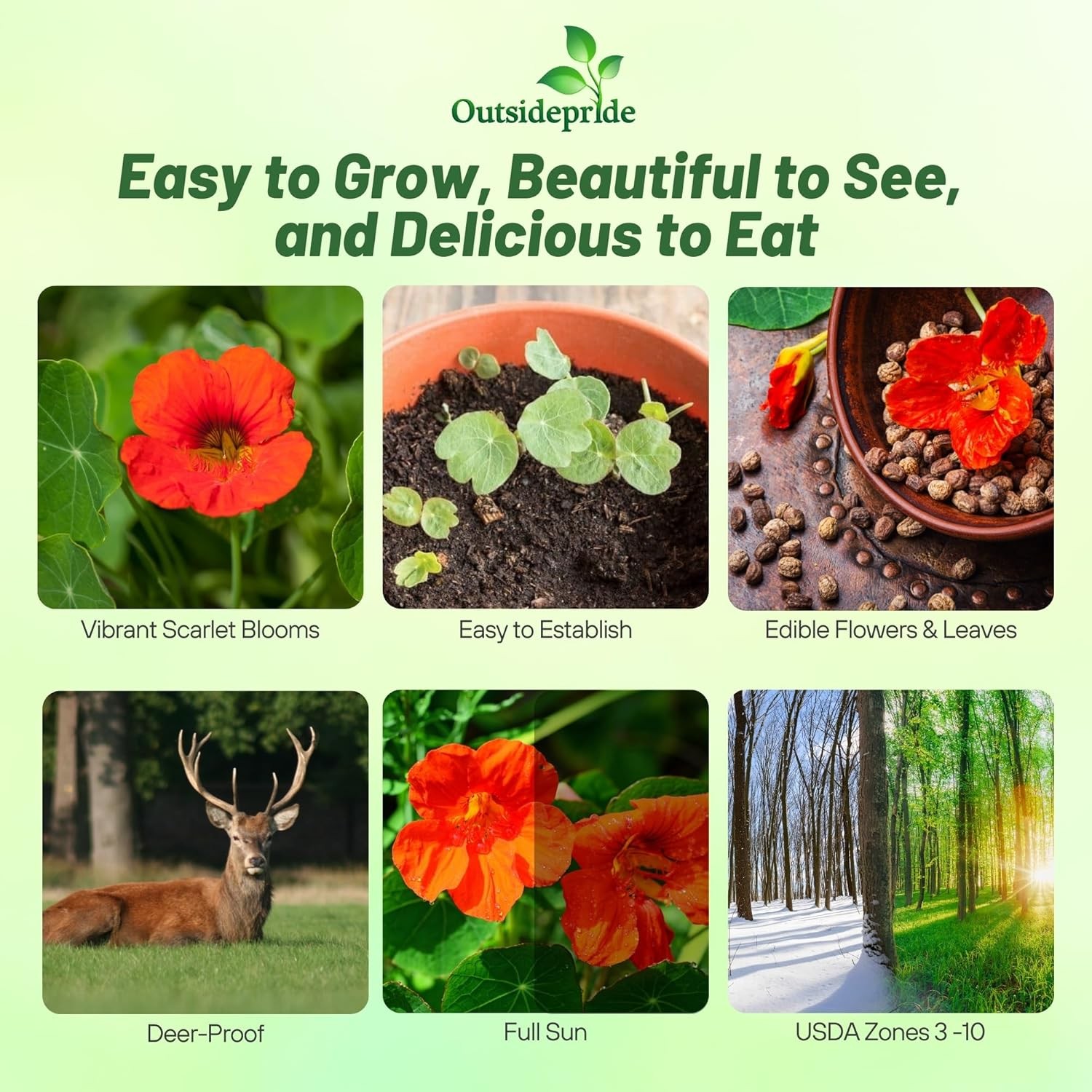 200 Seeds Nasturtium Seeds – Scarlet Gleam Flower Seed AAS Winner