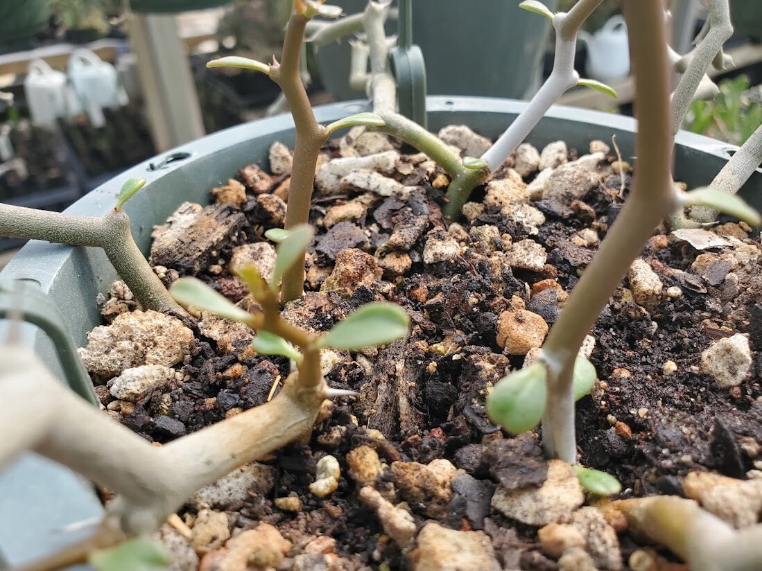 Decarya madagascariensis – Zig Zag Plant – Madagascar – 1 Rooted Branching