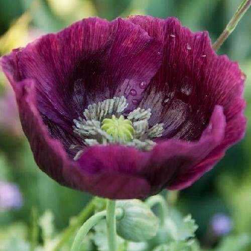 2,500+ Heirloom Organic Lauren’s Grape Papavaer Somniferum Poppy Seeds. Non-GMO