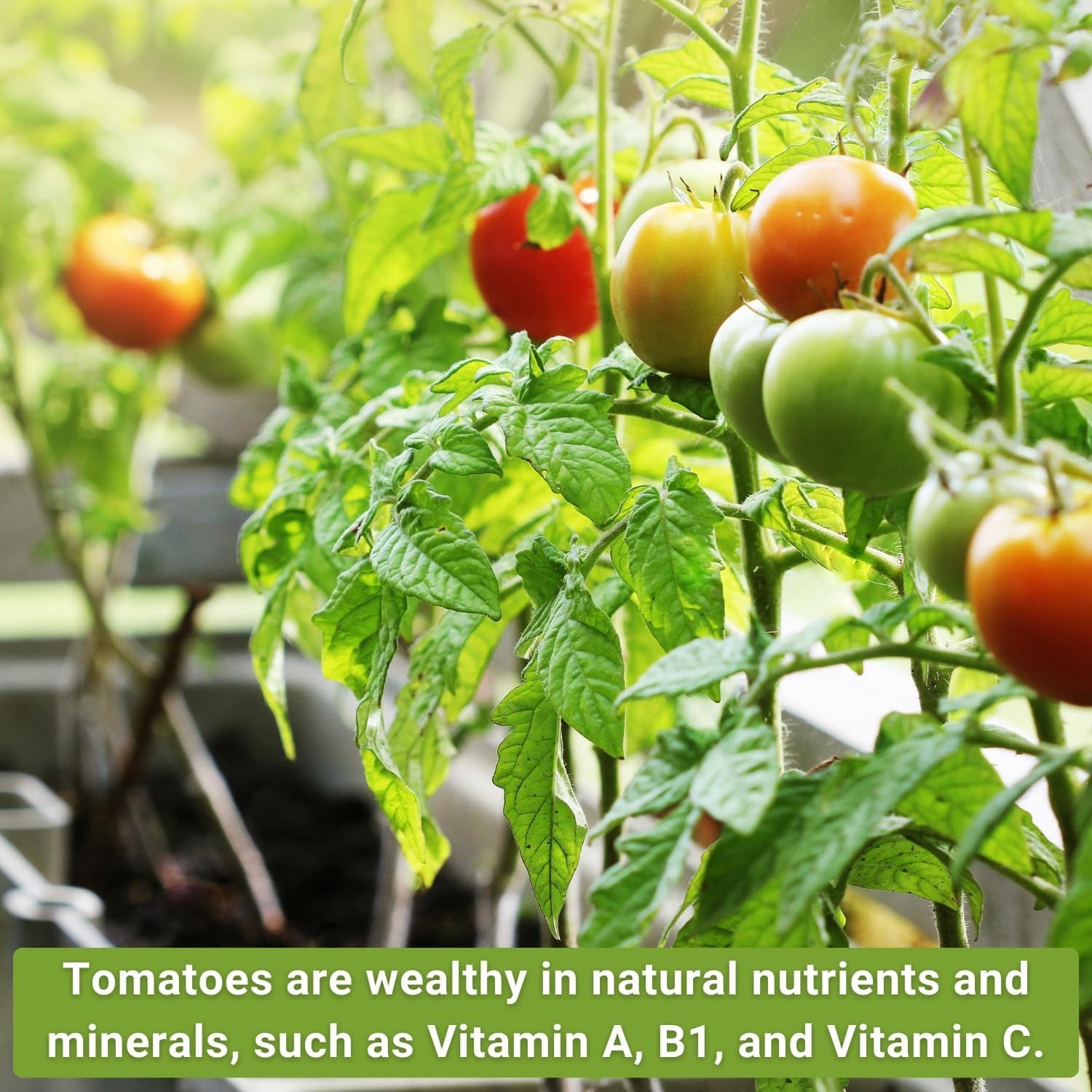 Classic Tomato Seed Collection for Planting – Cherokee Purple, Beefsteak, Lar…