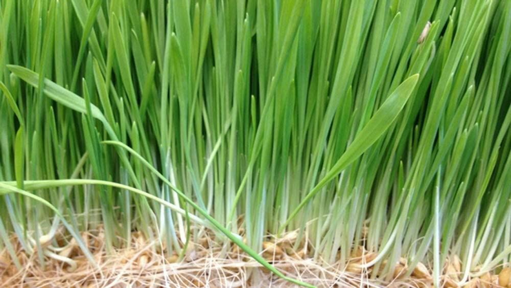 Wheatgrass Seeds for Sprouting Microgreens, COOL BEANS N SPROUTS,