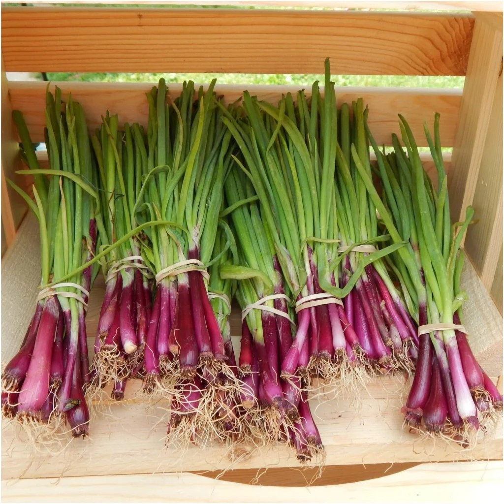 250+ Japanese Red Beard Bunching Onion Seeds — Bunching