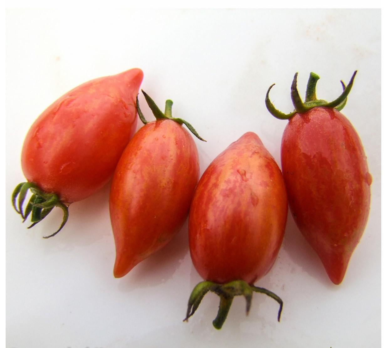 10 seeds Candy Sweet Icicle Tomato Large Cherry Rare Variety Indeterminate