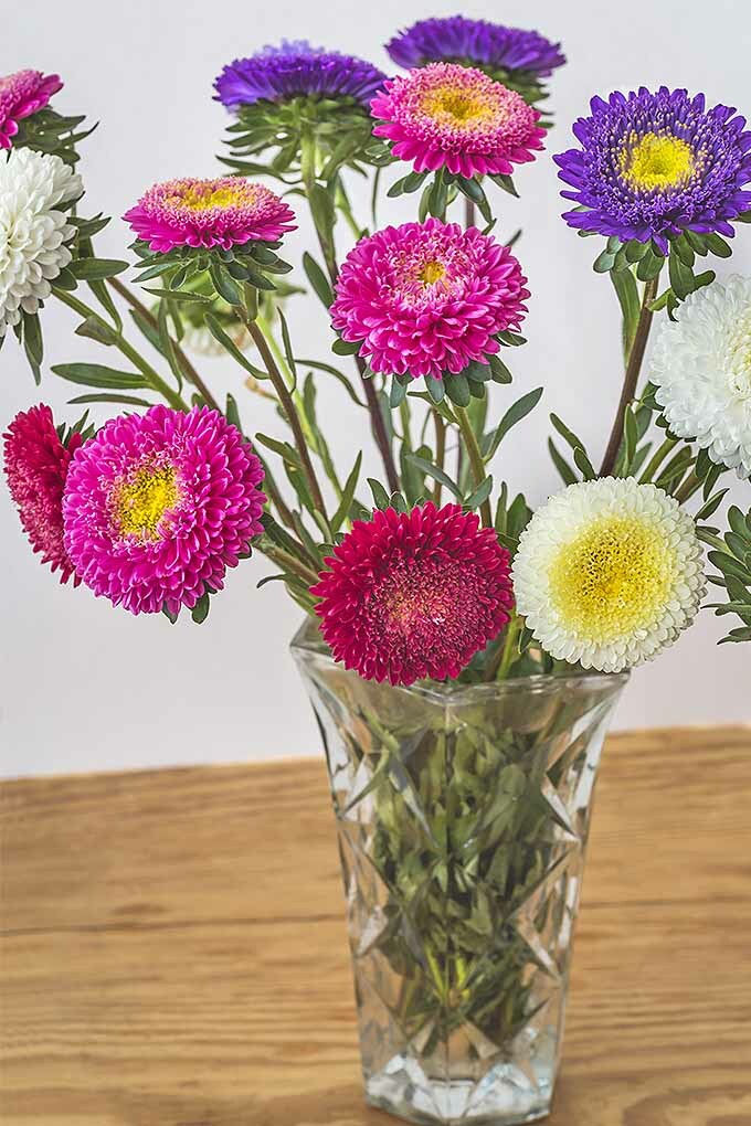 251+CHINA ASTER POWDER PUFF Mix Seeds Cut Flowers Summer Fall Garden Container