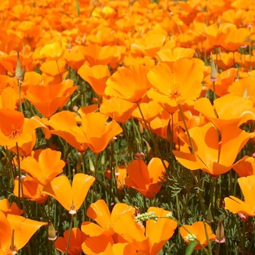 Classic Orange California Poppies Eschscholzia californica Fresh Ready To Plant