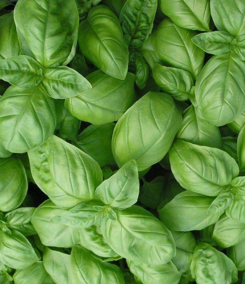 SWEET BASIL SEEDS 300+ “GENOVESE” Herbs ITALIAN CULINARY cooking FREE SHIPPING